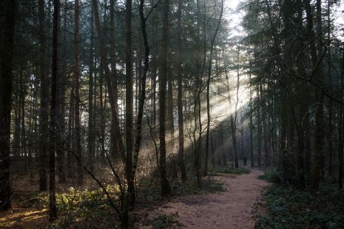 forest woods nature