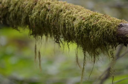 forest moss nature