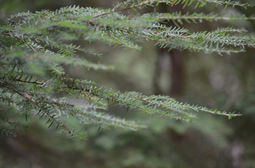 forest nature leaves