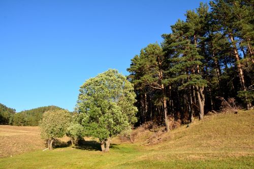 forest grass kaçkars