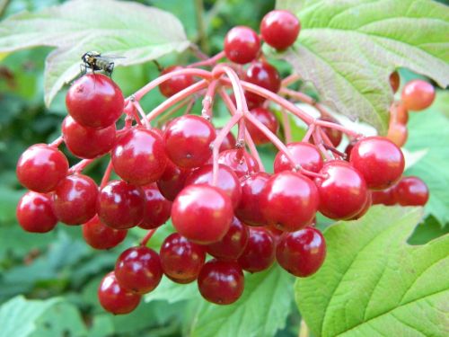 forest fruit plant