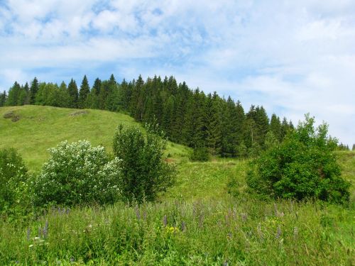 forest nature summer