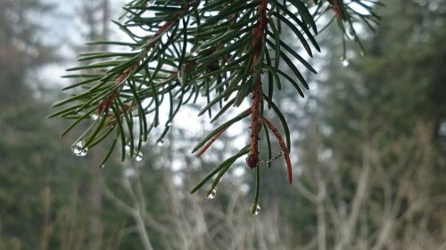 forest moisture drops