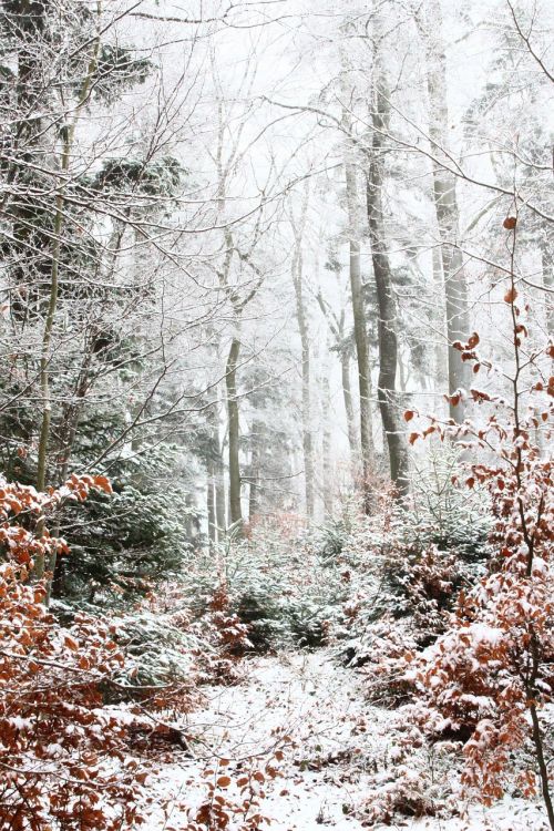 forest snow winter