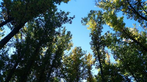 forest trees nature