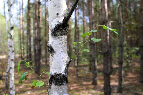 forest birch the bark