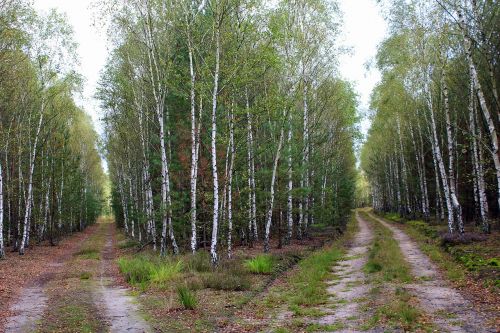 forest birch birch forest