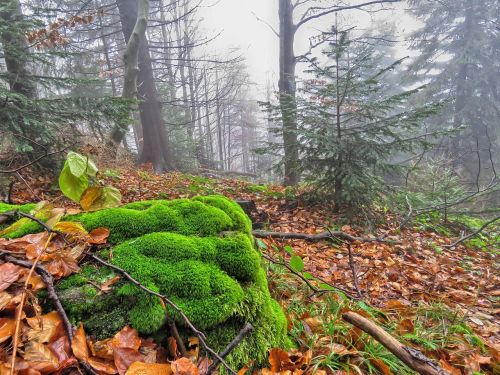 forest autumn foliage