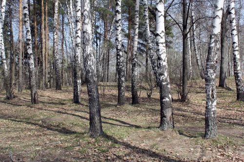 forest nature birch
