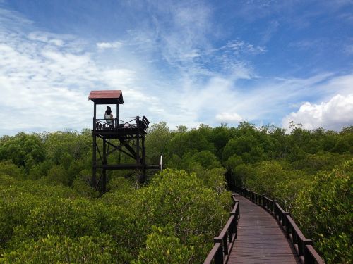 forest walkway landscape