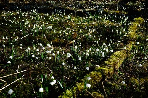 forest snowflake forest floor