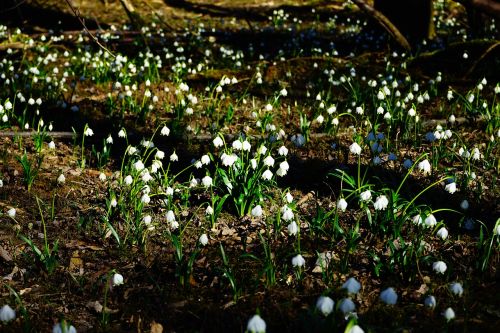 forest snowflake forest floor