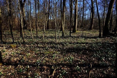 forest snowflake forest floor