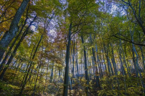 forest trees incidence of light