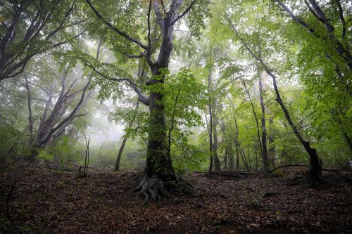 forest leafy forest fog