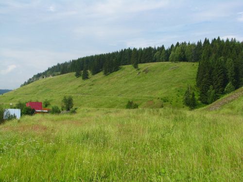 forest nature landscape