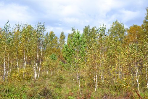 forest autumn autumn nature