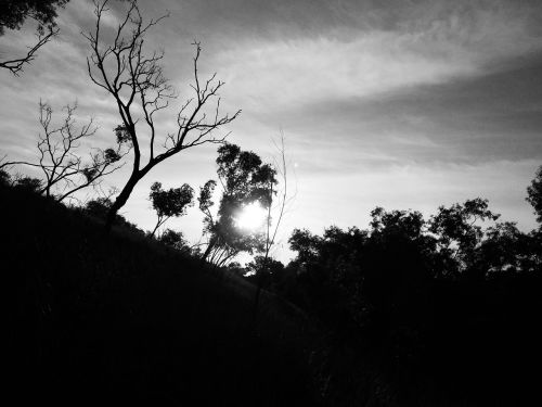 forest sunset landscape