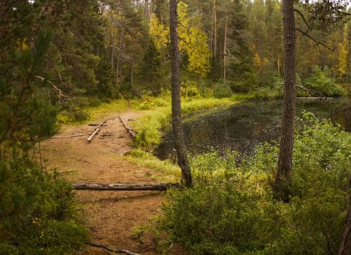 forest beach landscape