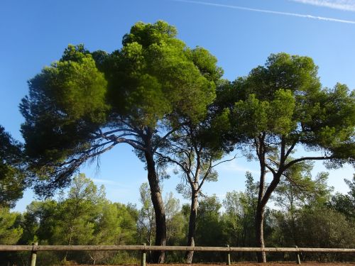 forest trees landscape