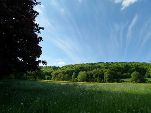 forest sky mood