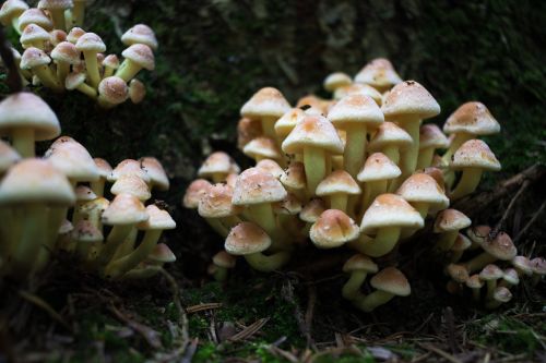 forest mushroom mushroom picking