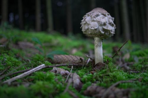forest mushroom autumn