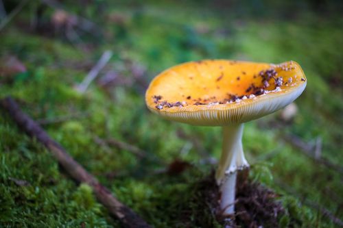 forest mushroom nature