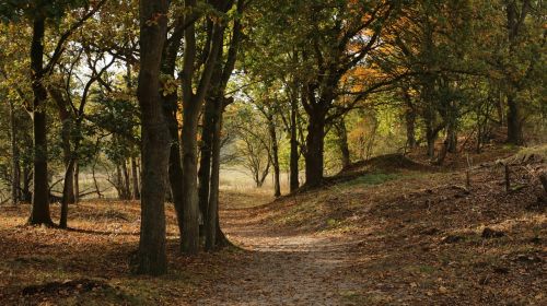 forest nature autumn