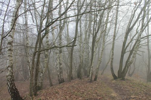 forest birch fog