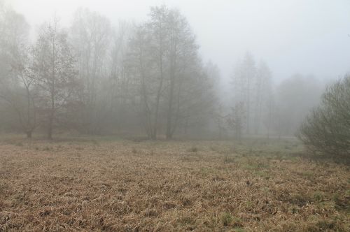 forest fog foggy