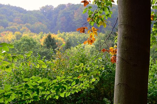 forest fall color colorful leaves