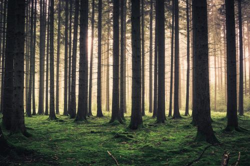 forest fog trees