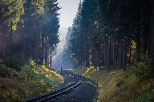 forest trees fog