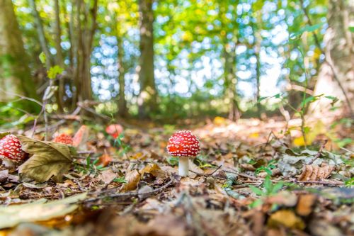 forest nature toxic