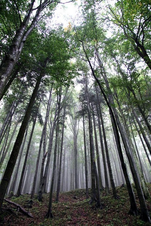 forest the fog tree