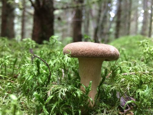 forest autumn mushroom