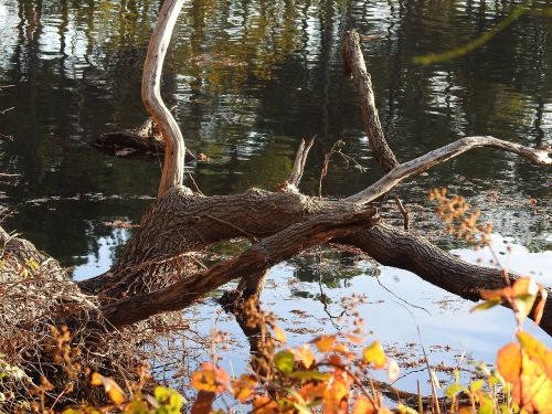 forest pond trees