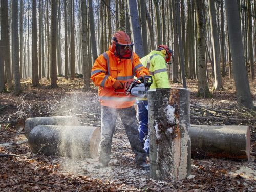 forest workers work