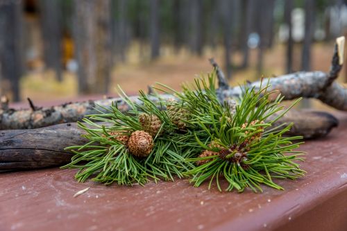 forest pine pinecone