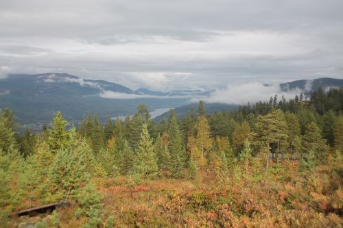 forest nature mountain