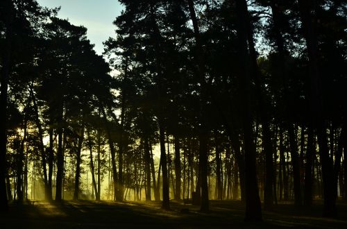 forest sunrise nature