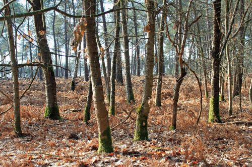 forest undergrowth nature