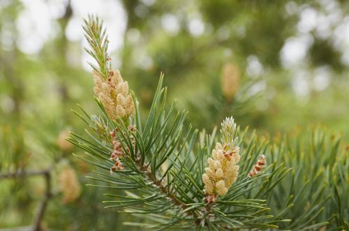 forest tree pine cone