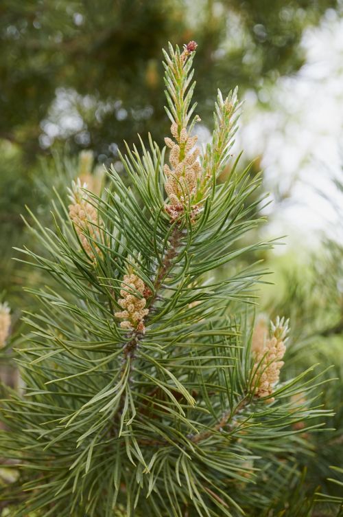 forest tree pine cone