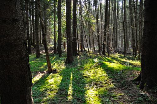 forest sun shadow