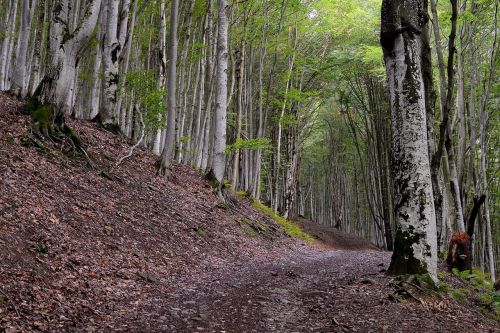 forest road trees