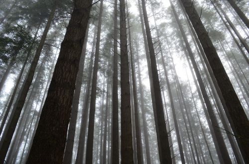 forest mist fog