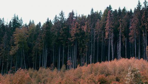 forest nature autumn