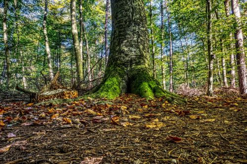 forest log moss